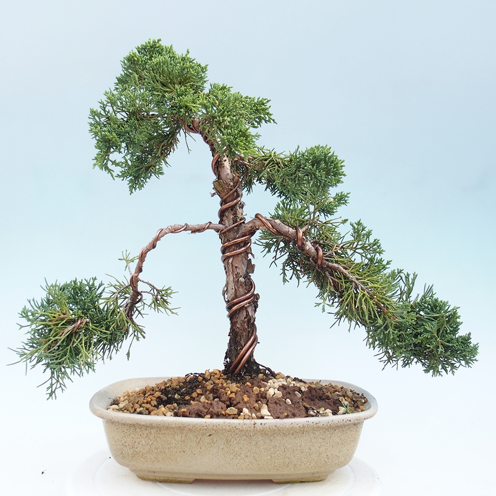Outdoor bonsai - Juniperus chinensis Kishu - Chinese juniper