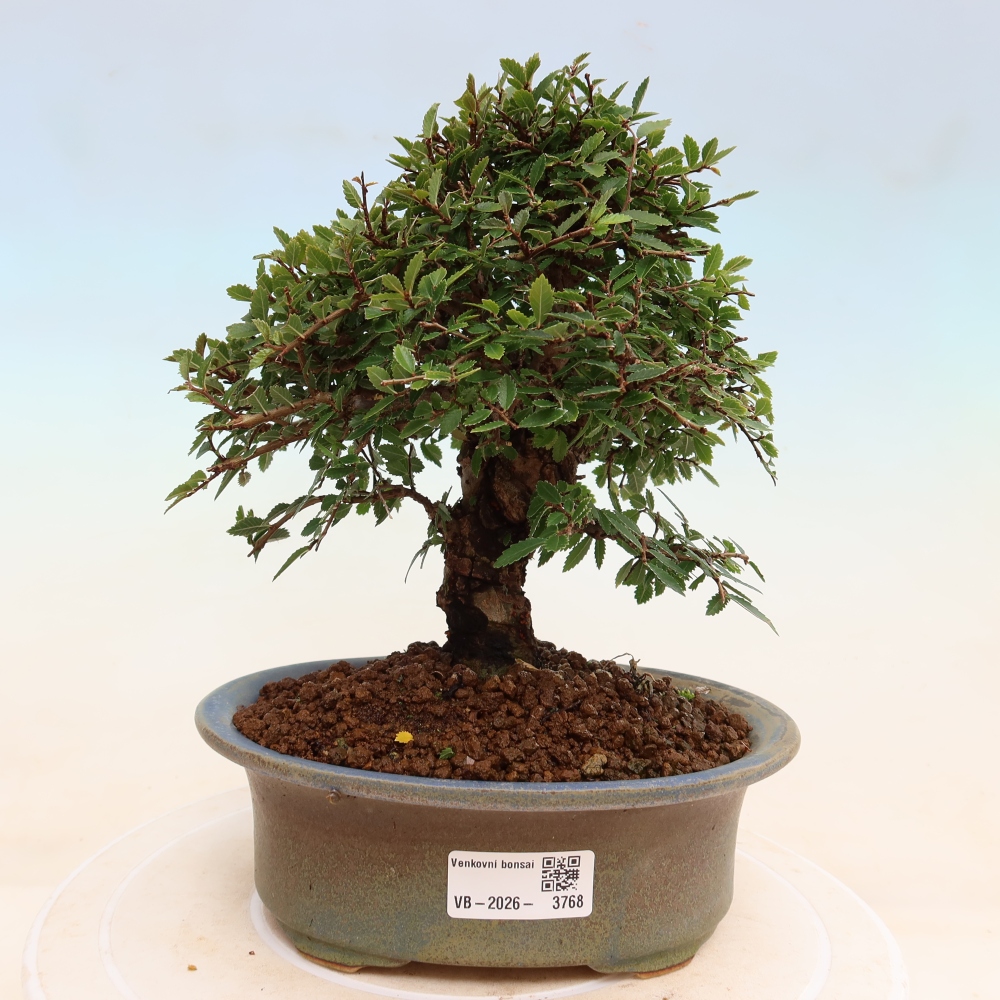 Outdoor bonsai - Zelkova - Zelkova NIRE