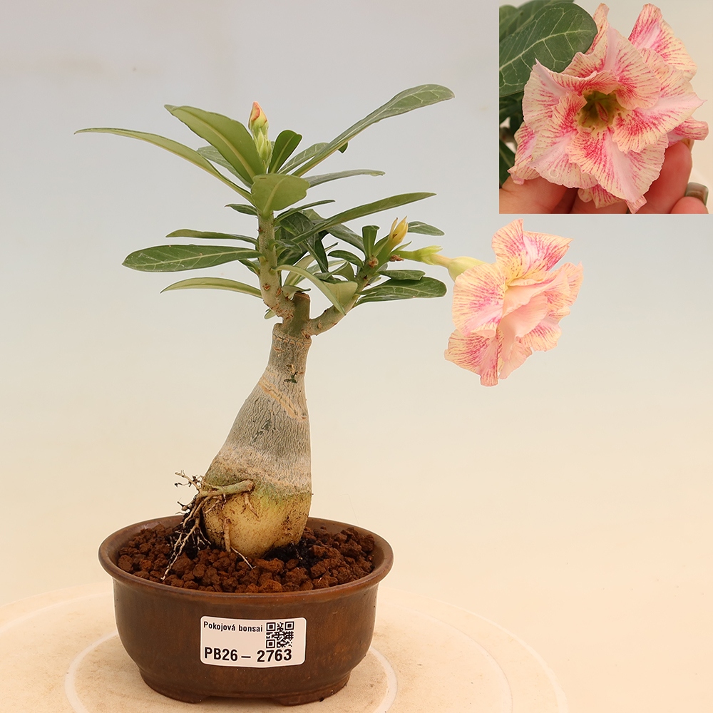 Indoor Bonsai - Adenium obesum, grafted V.F.S.277  - Desert Rose