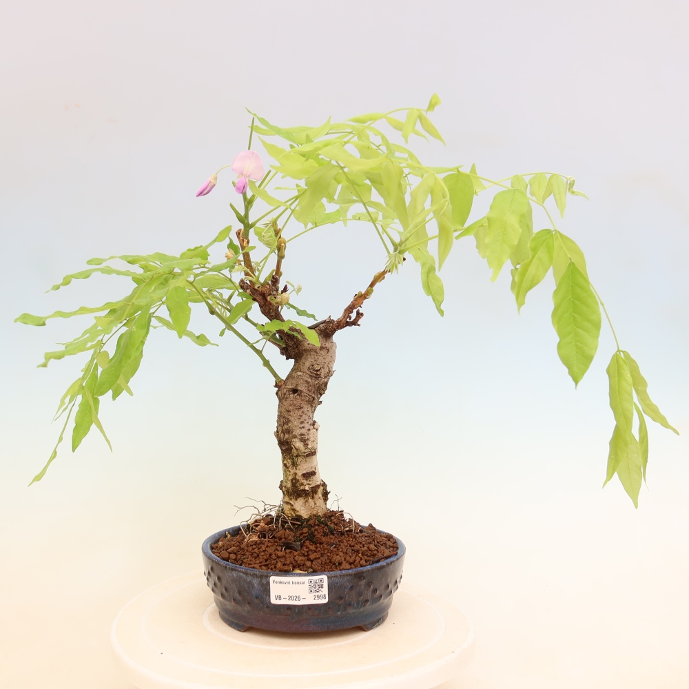 Outdoor bonsai - Wisteria floribunda