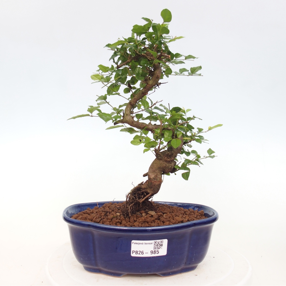 Room bonsai - Sageretia thea - Sageretia thea