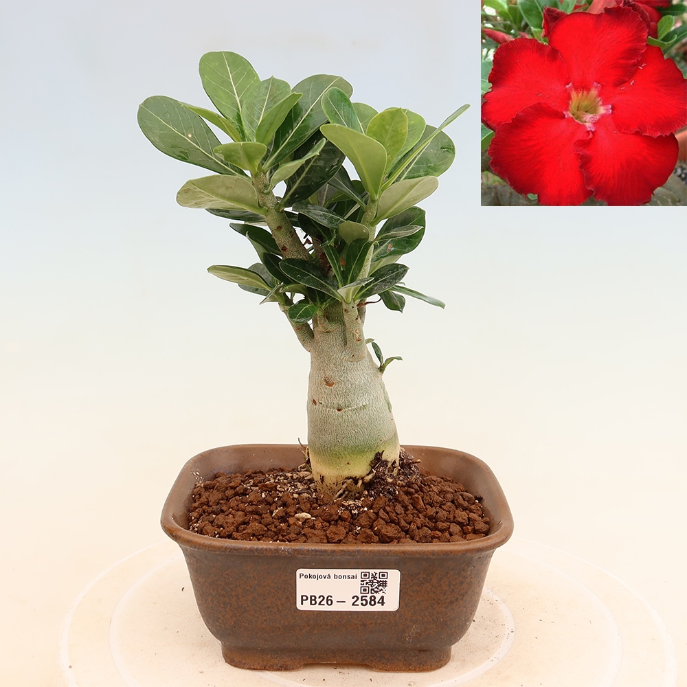 Indoor Bonsai - Adenium obesum Red Star - Desert Rose