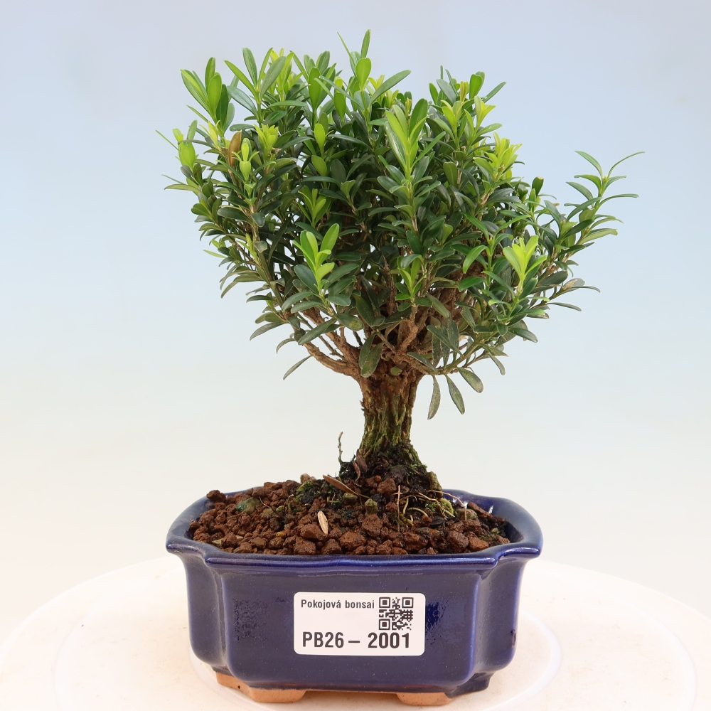 Room bonsai - Buxus harlandii - cork buxus