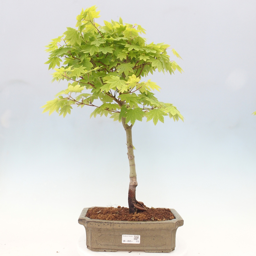 Outdoor bonsai - Maple palmatum katsura GISAN - Maple palmate