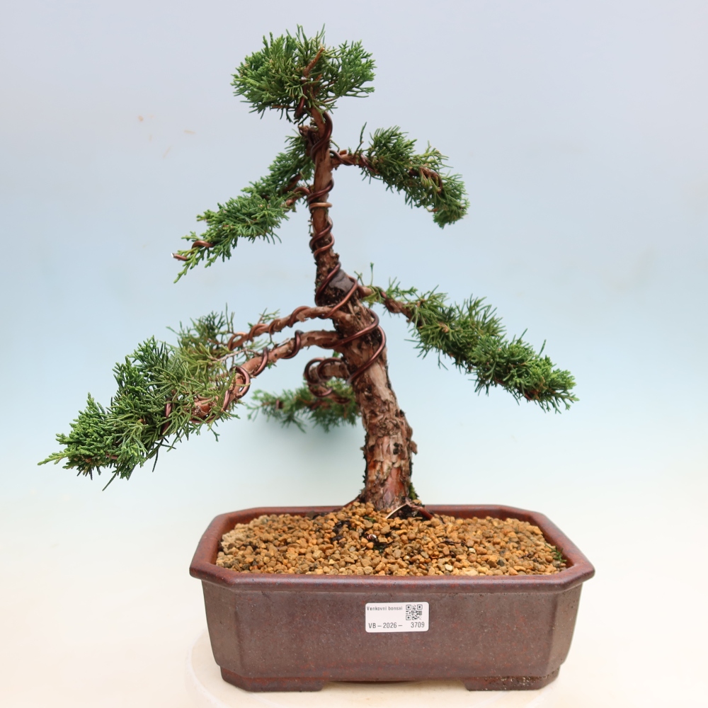 Outdoor bonsai - Juniperus chinensis Kishu