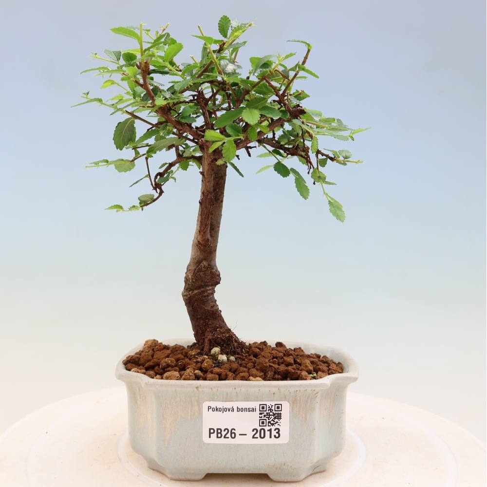 Room bonsai - Ulmus parvifolia - Small-leaved elm