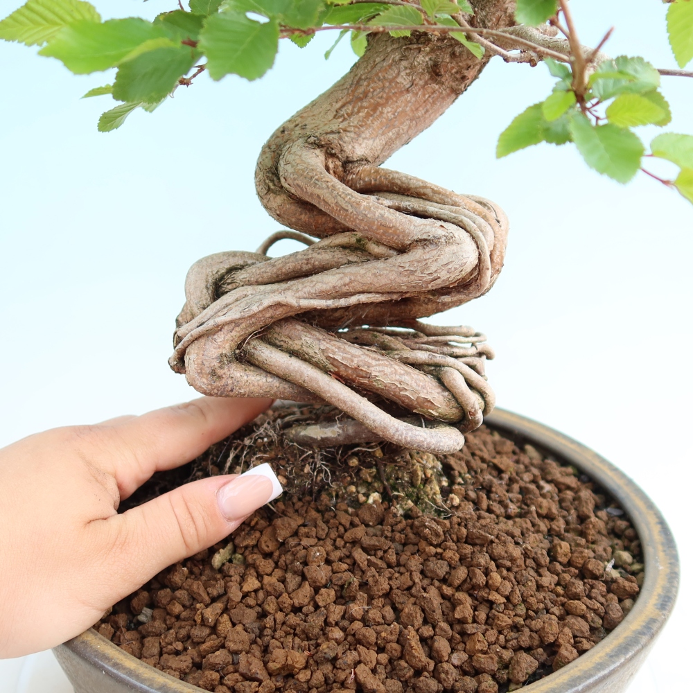 Outdoor bonsai -Carpinus coreana - Korean Hornbeam