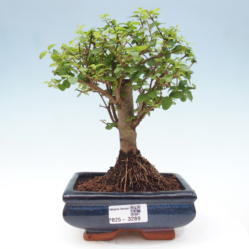 Room bonsai -Ligustrum chinensis - Birds Beak