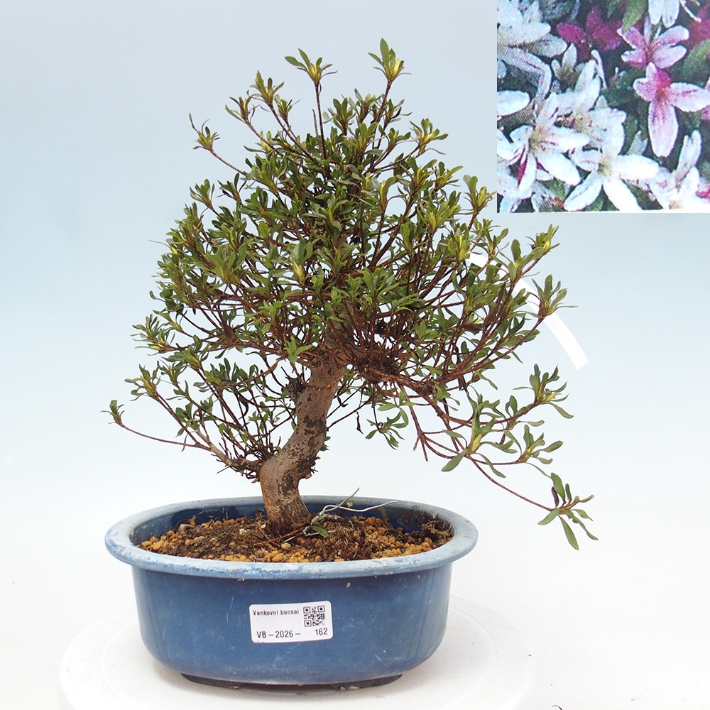 Outdoor bonsai - Japanese Azalea - Azalea Ryusen