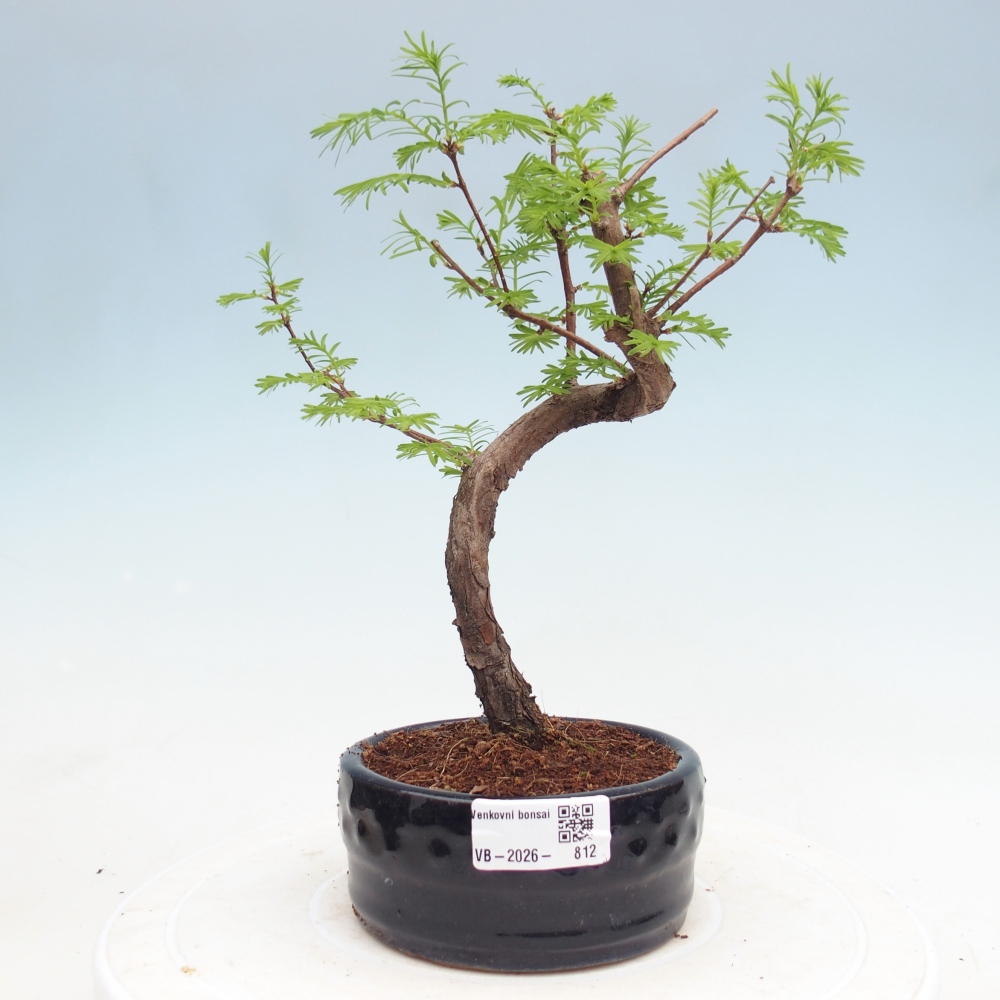 Outdoor bonsai - Metasequoia glyptostroboides - Chinese Metasequoia