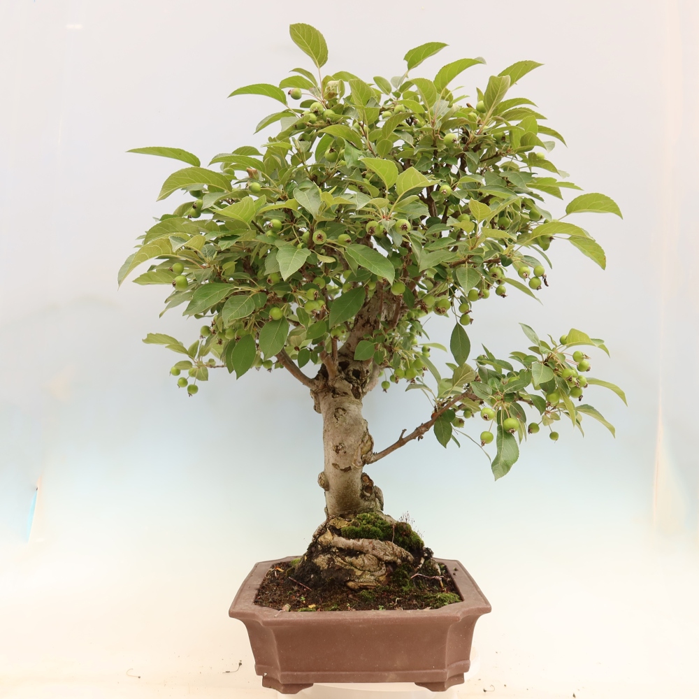 Outdoor bonsai - Malus halliana - Small-fruited apple tree
