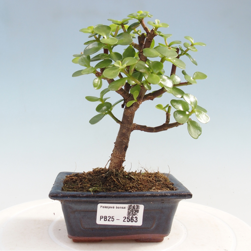 Indoor bonsai - Portulakaria Afra - Tlustice