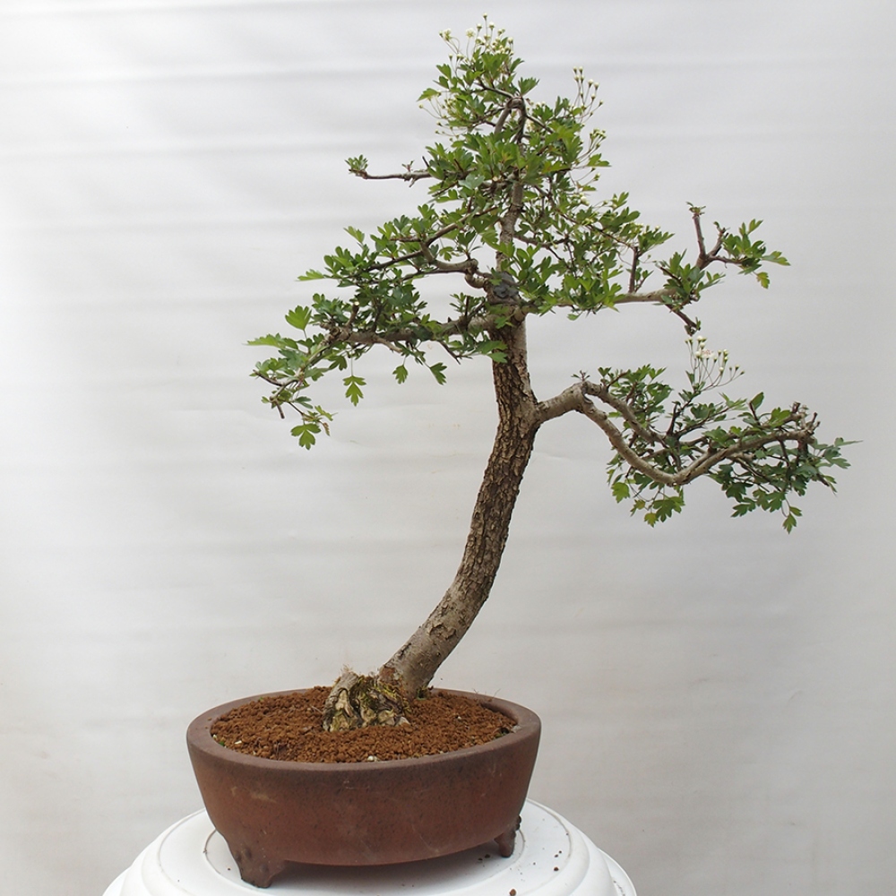 Outdoor bonsai - Hawthorn - Crataegus monogyna