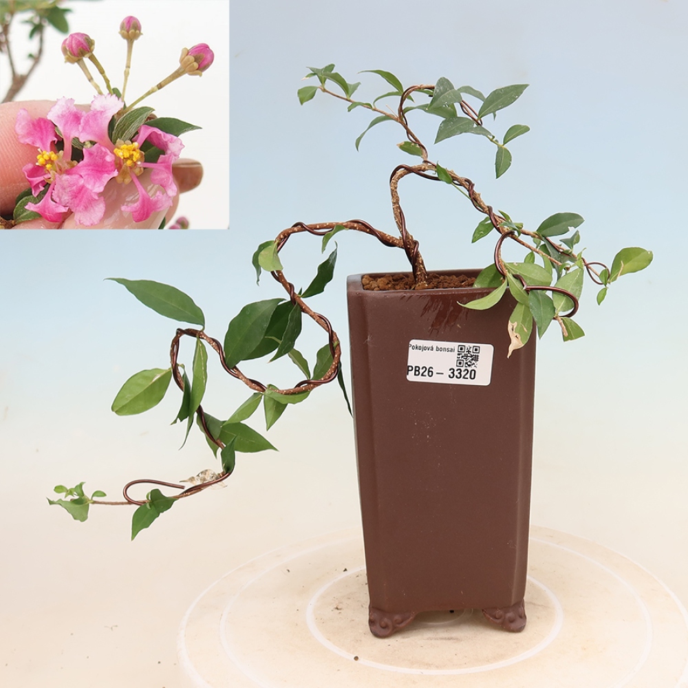 Indoor Bonsai - Barbados Cherry - Malpighia glabra 