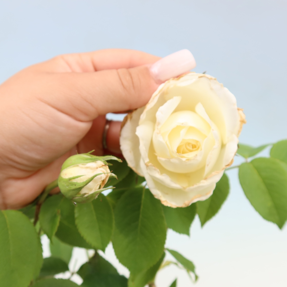 Outdoor Bonsai - Rosa Kordes - Rose