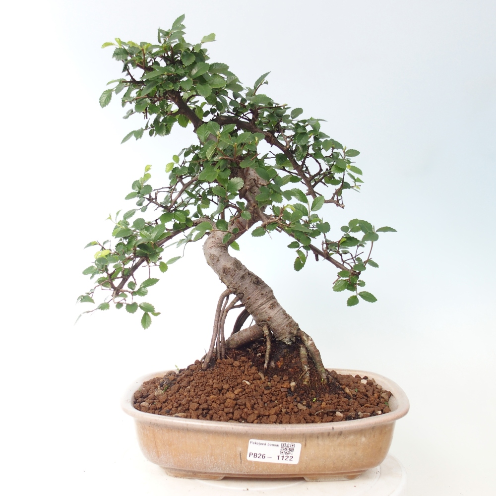 Room bonsai - Ulmus parvifolia - Small-leaved elm