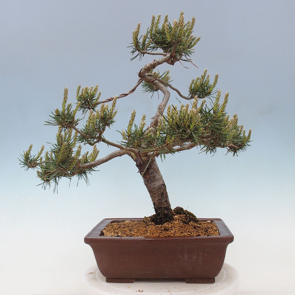Outdoor bonsai - Pinus Sylvestris - Scots pine