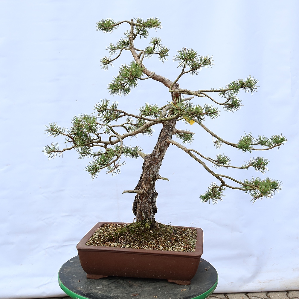 Pinus sylvestris Spain - Scots pine