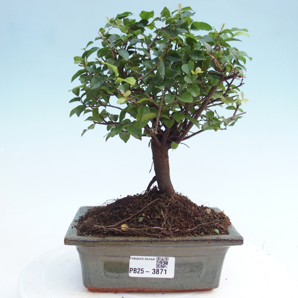 Room bonsai - Sageretia thea - Sageretia thea