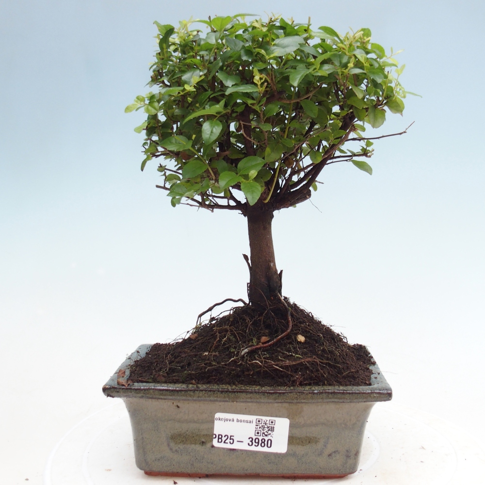 Room bonsai - Sageretia thea - Sageretia thea