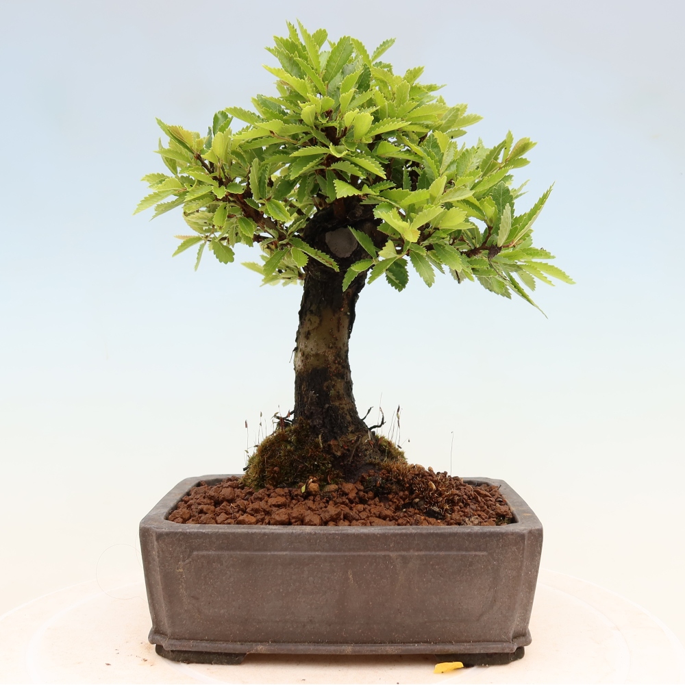 Outdoor bonsai - Zelkova - Zelkova NIRE