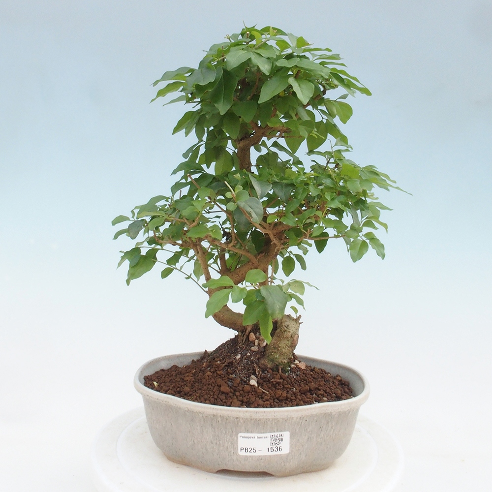 Indoor bonsai -Ligustrum chinensis - Bird's beak