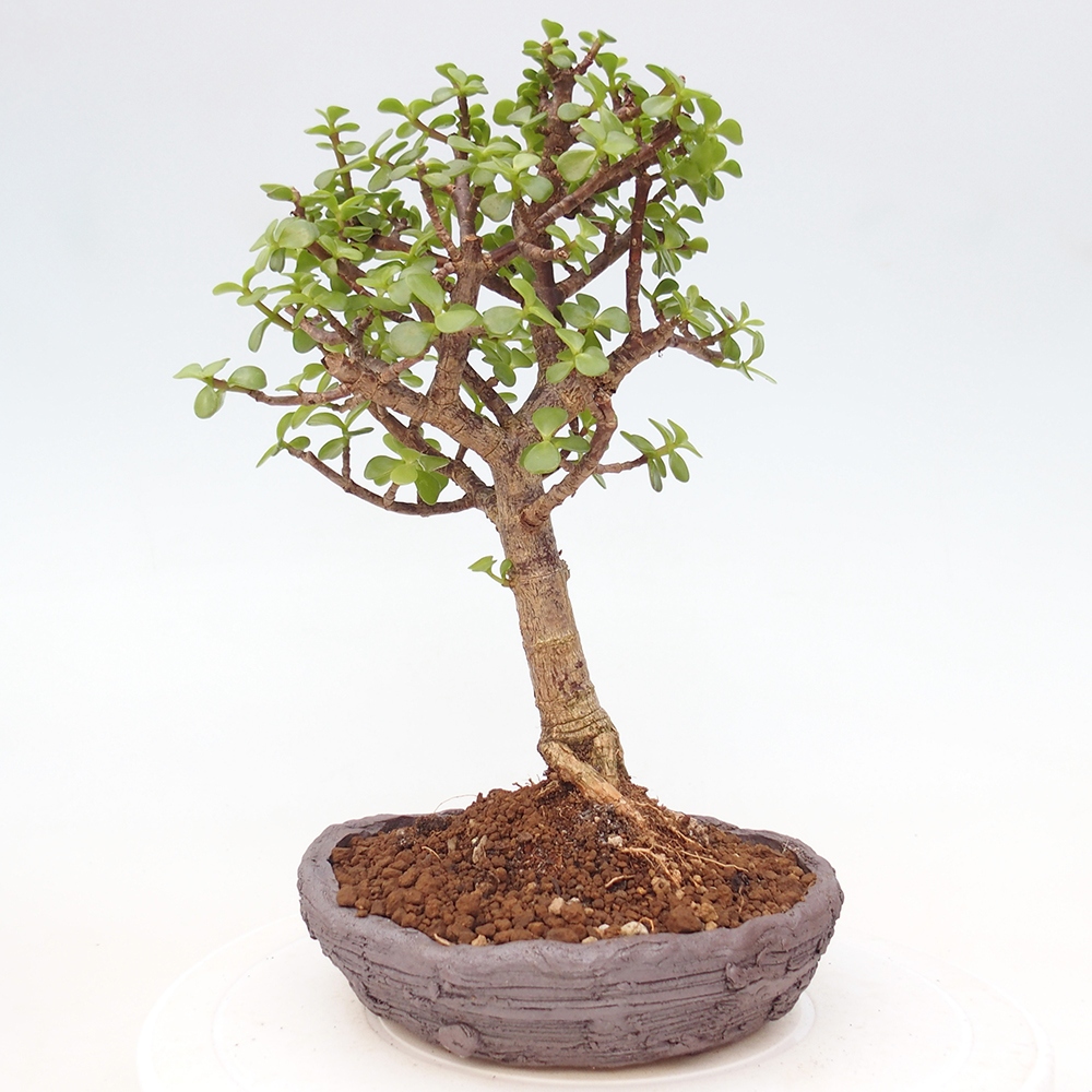 Room bonsai - Portulakaria Afra - Tlustice