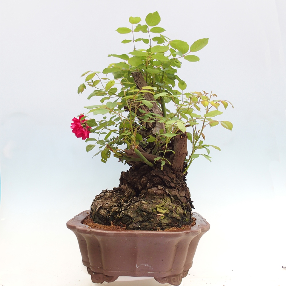 Outdoor bonsai - Rosa Kordes -  rose