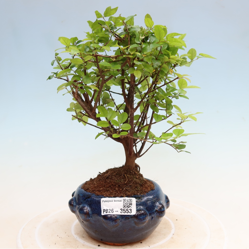 Room bonsai - Sageretia thea - Sageretia thea