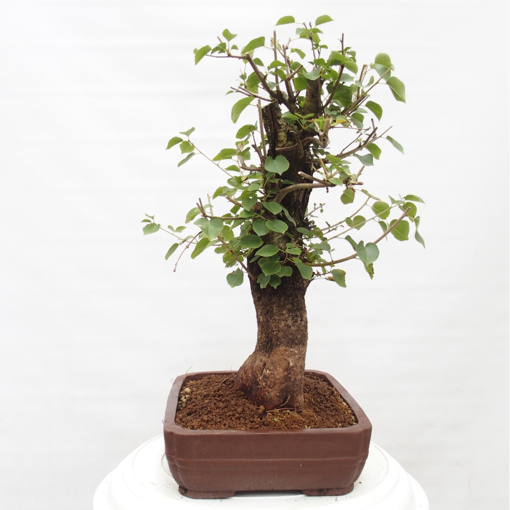 Outdoor bonsai - Mahalebka - Prunus mahaleb