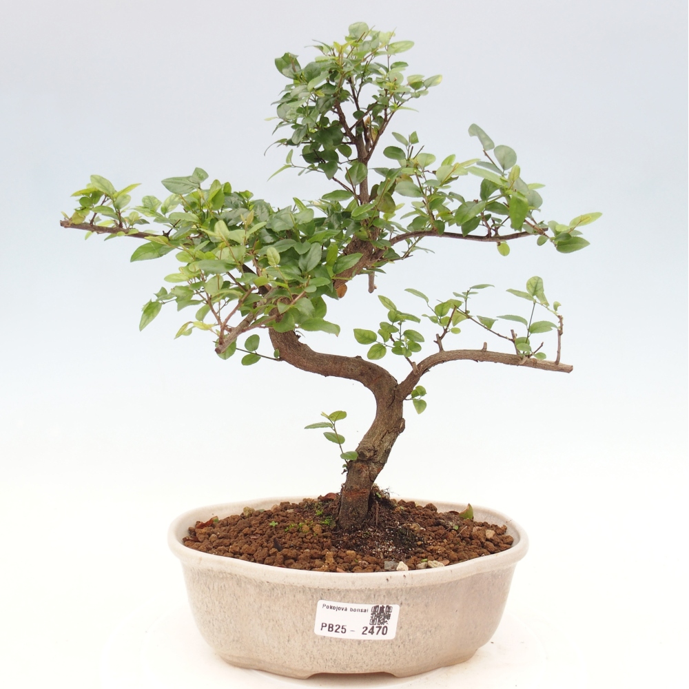 Indoor bonsai - Sagerécie thea - Sagerécie thea