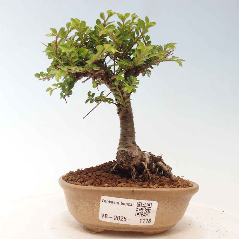 Outdoor bonsai - Ulmus parvifolia Sagei - Small-leaved elm