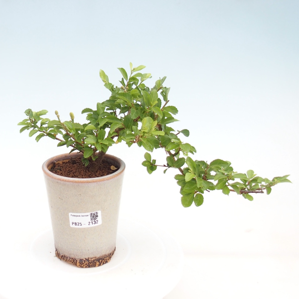 Indoor bonsai - Grewia occidentalis - Lavender star