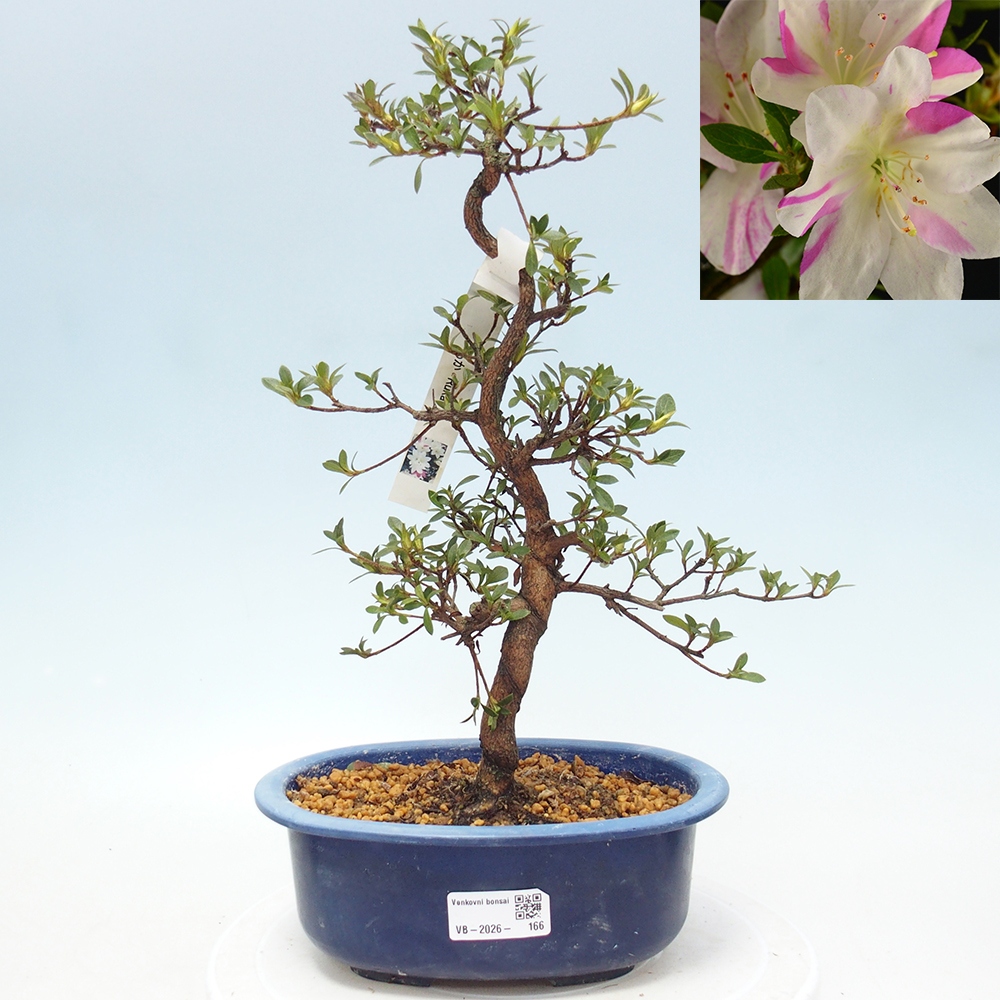 Outdoor bonsai - Japanese Azalea - Azalea Hand