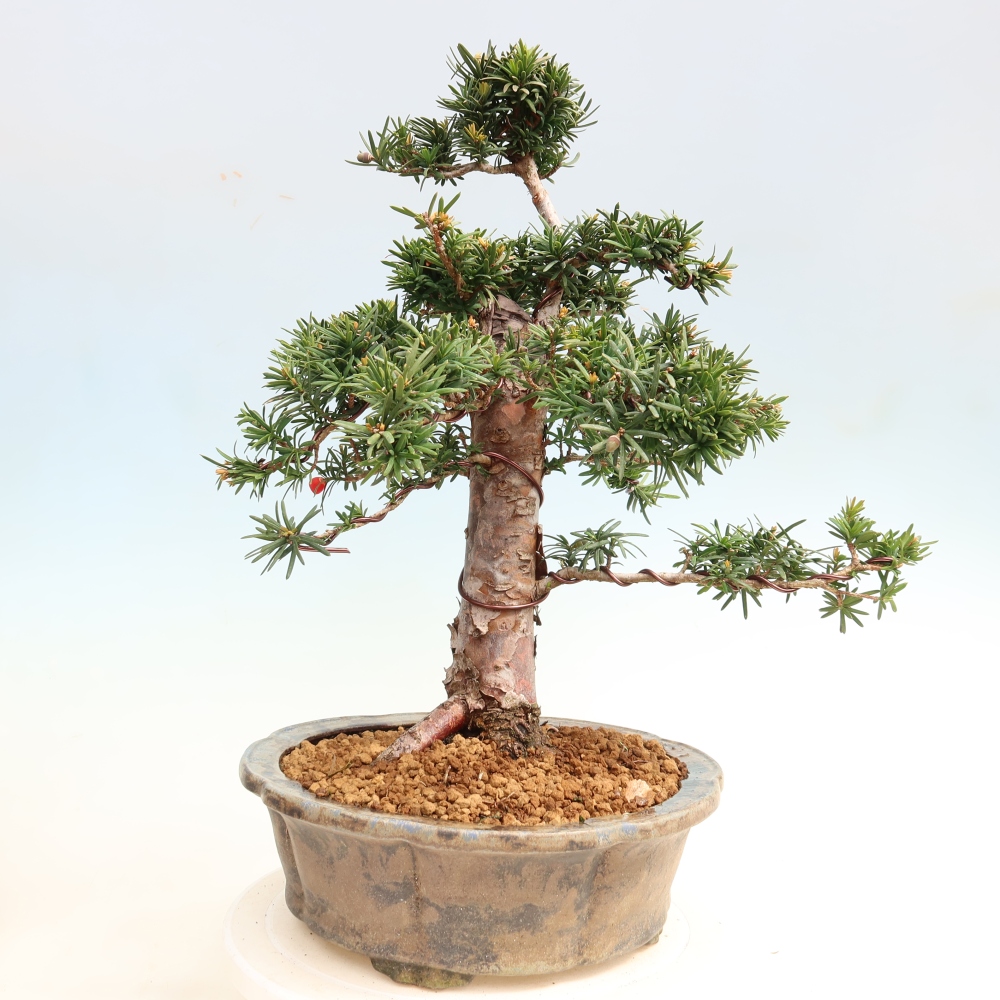 Outdoor Bonsai - Taxus cuspidata  - Japanese Yew