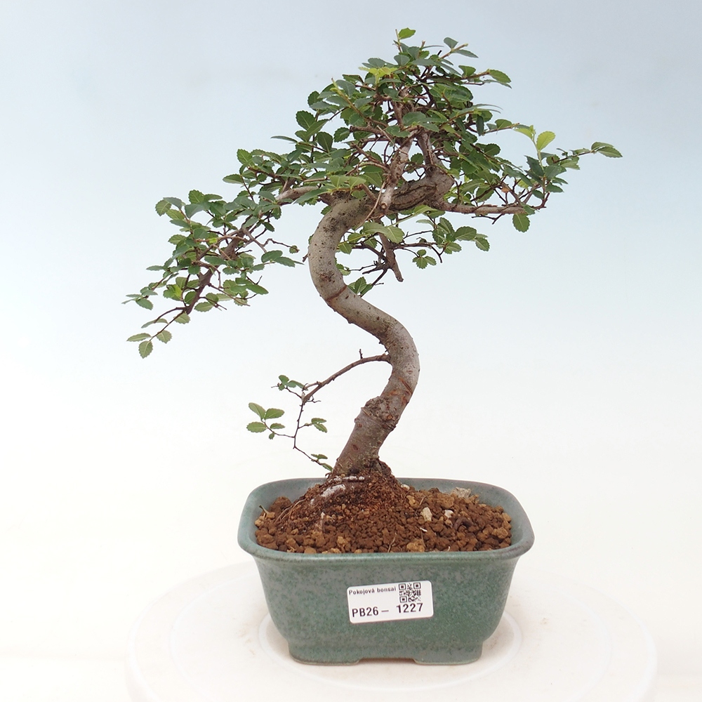 Room bonsai - Ulmus parvifolia - Small-leaved elm