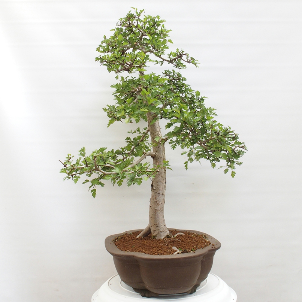 Outdoor bonsai - Hawthorn - Crataegus monogyna