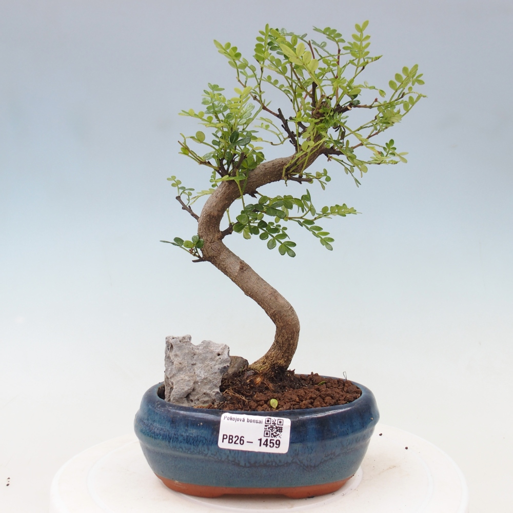 Room bonsai - Zantoxylum piperitum - pepper tree