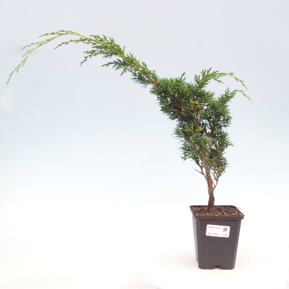 Outdoor bonsai - Juniperus chinensis Kishu - Chinese juniper