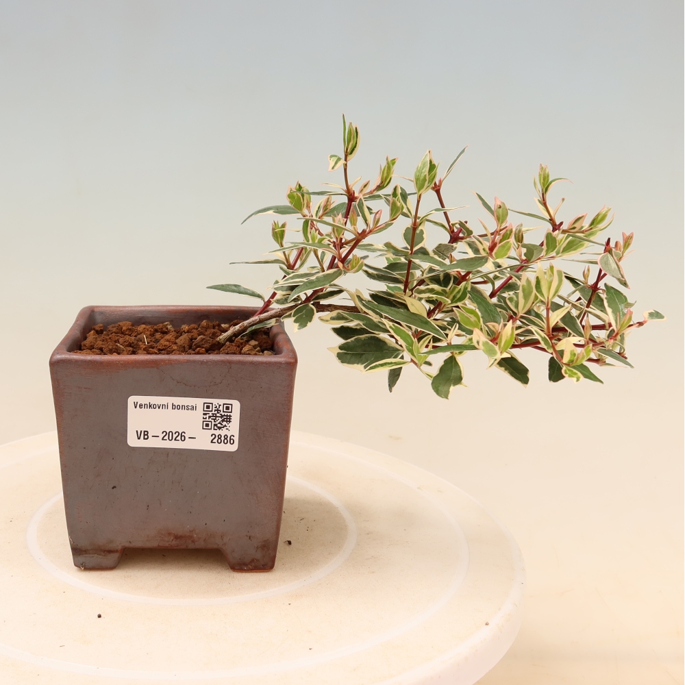 Outdoor Bonsai - Abelia gr. Confetti - Large-flowered Abelia