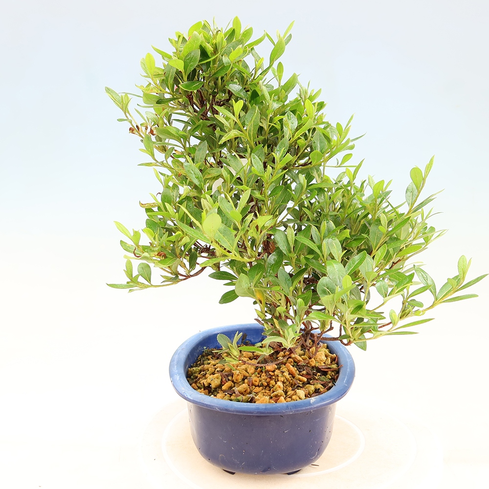 Outdoor bonsai - Japanese Azalea - Azalea Matsunami