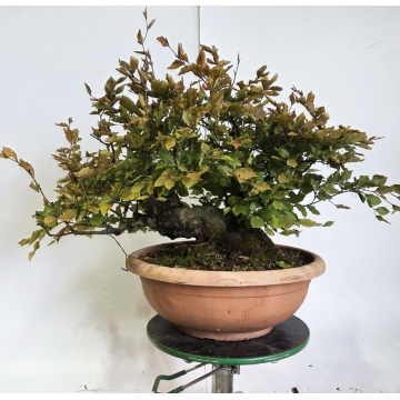 Outdoor bonsai-Fagus sylvatica - e-bonsai.com
