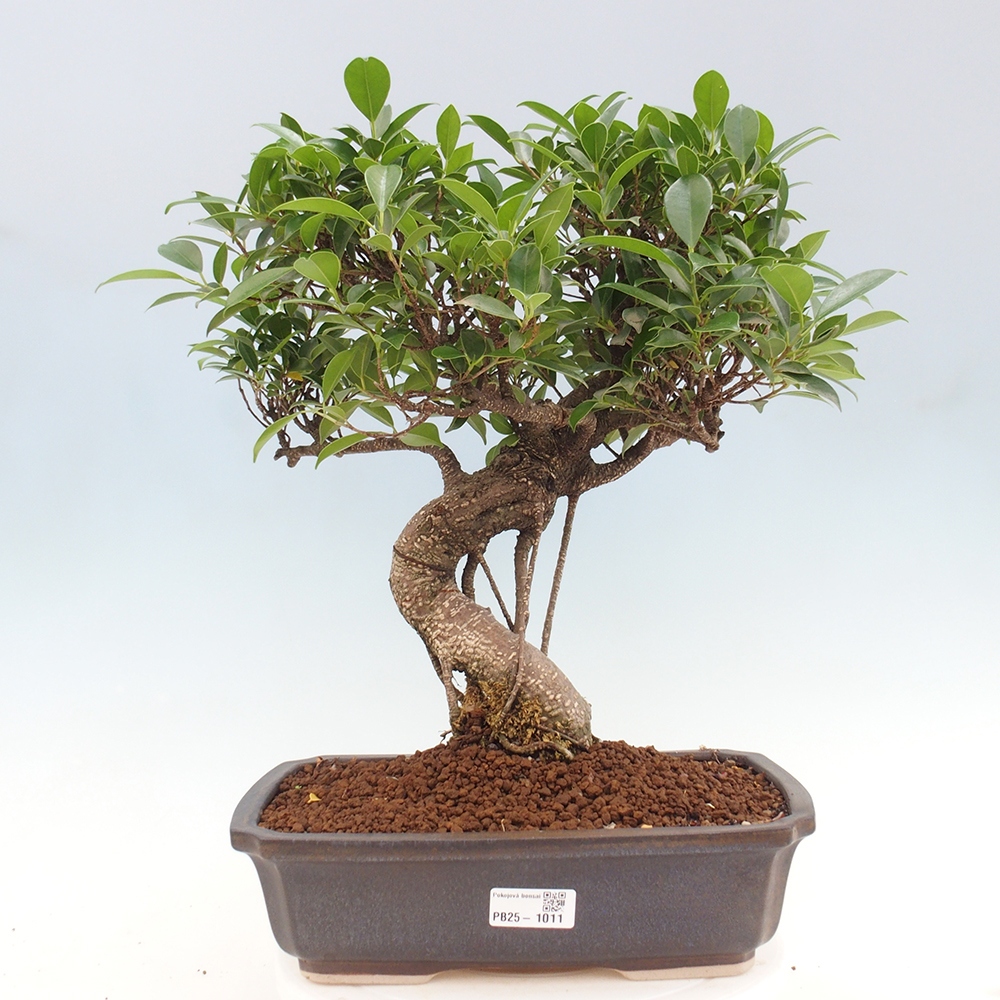 Indoor bonsai - Ficus kimmen - small-leaved ficus
