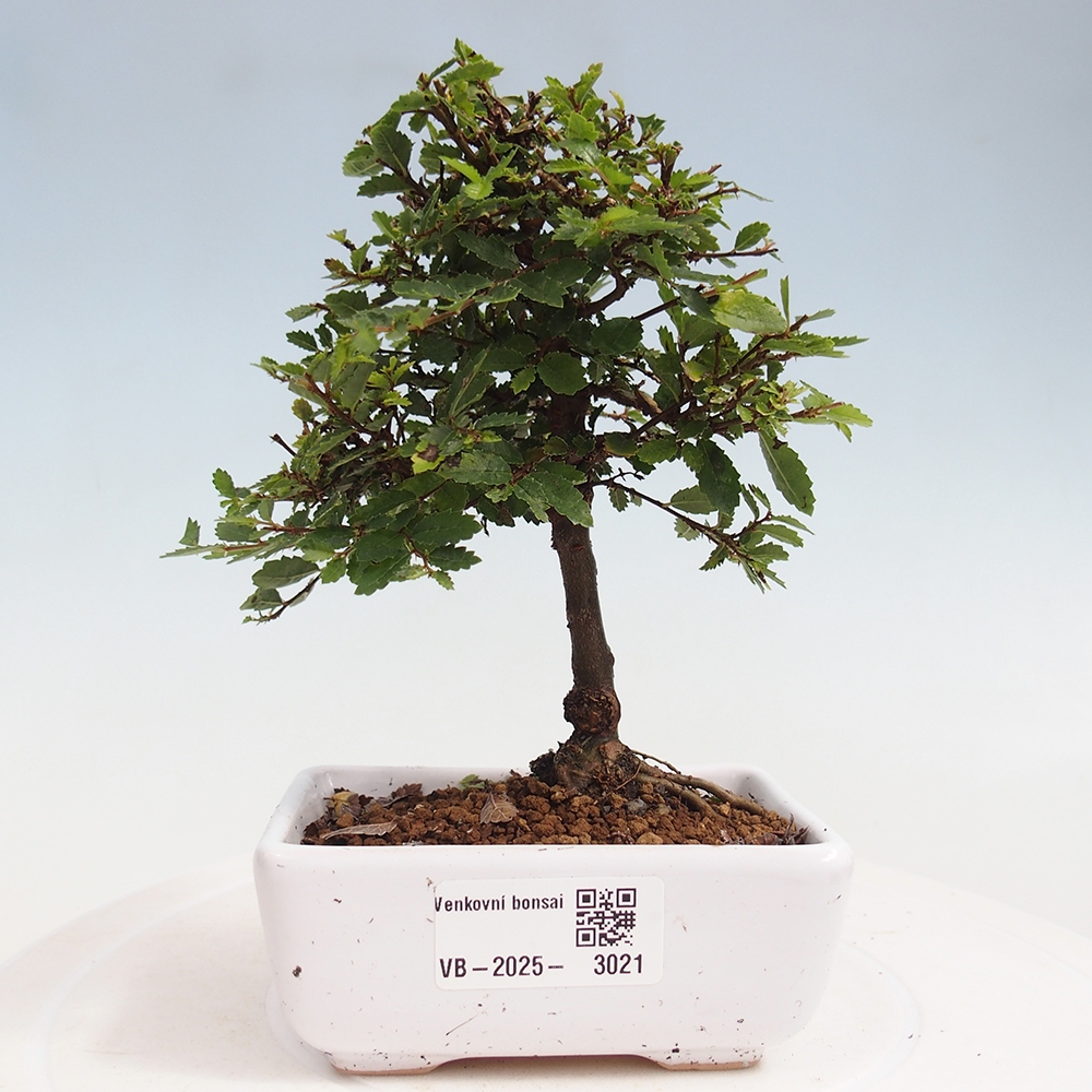 Outdoor bonsai - Ulmus parvifolia Sagei - Small-leaved elm