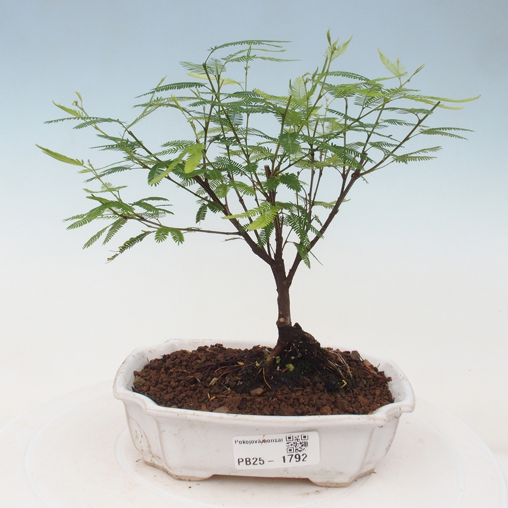 Room bonsai-Calliandra surinamensis Dixie Pink -Kaliandra of Suria