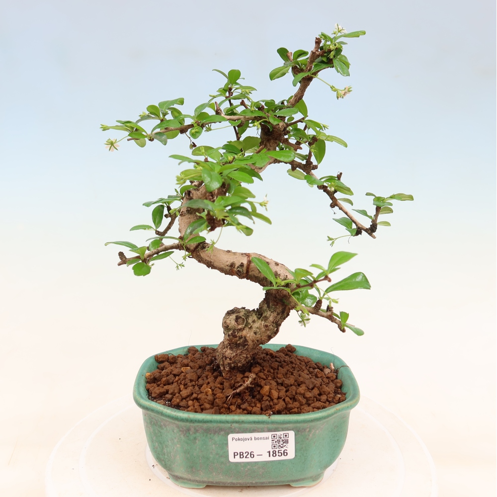 Room bonsai - Carmona macrophylla - Tea fuki