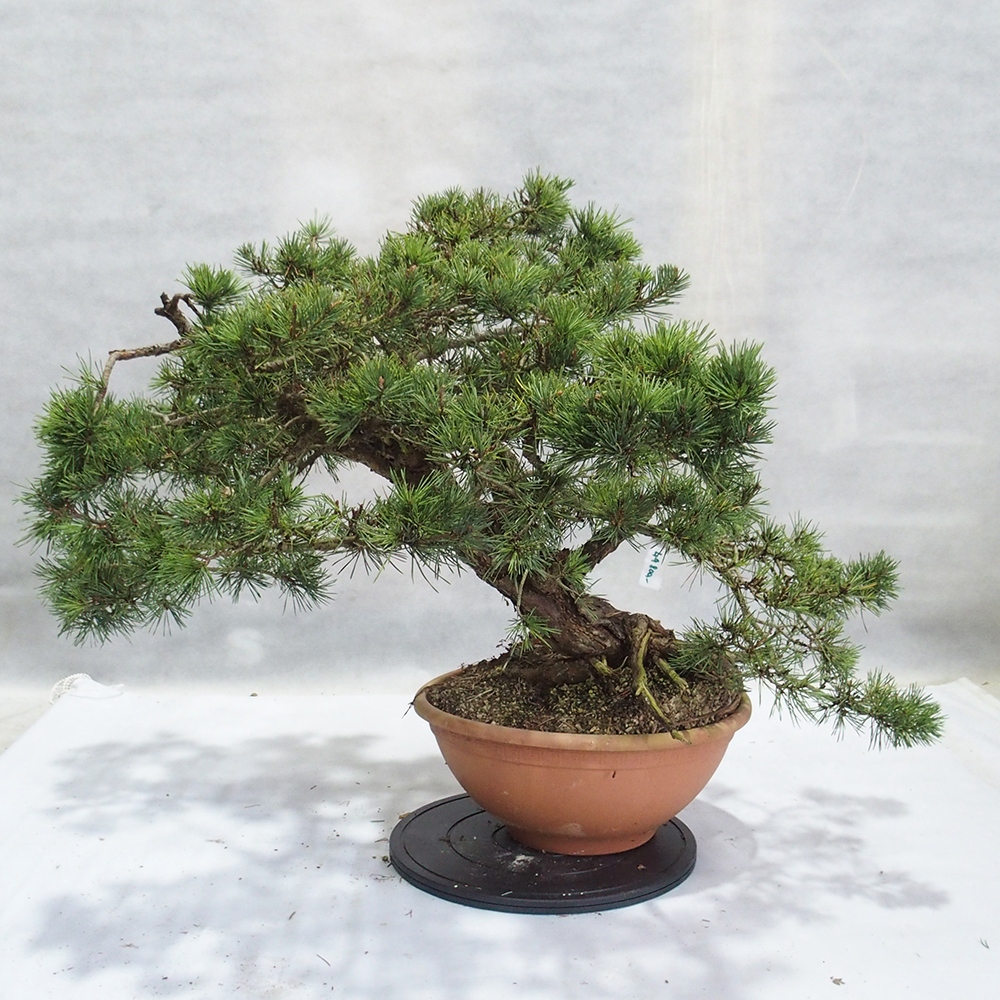 Yamadori - Pinus sylvestris 