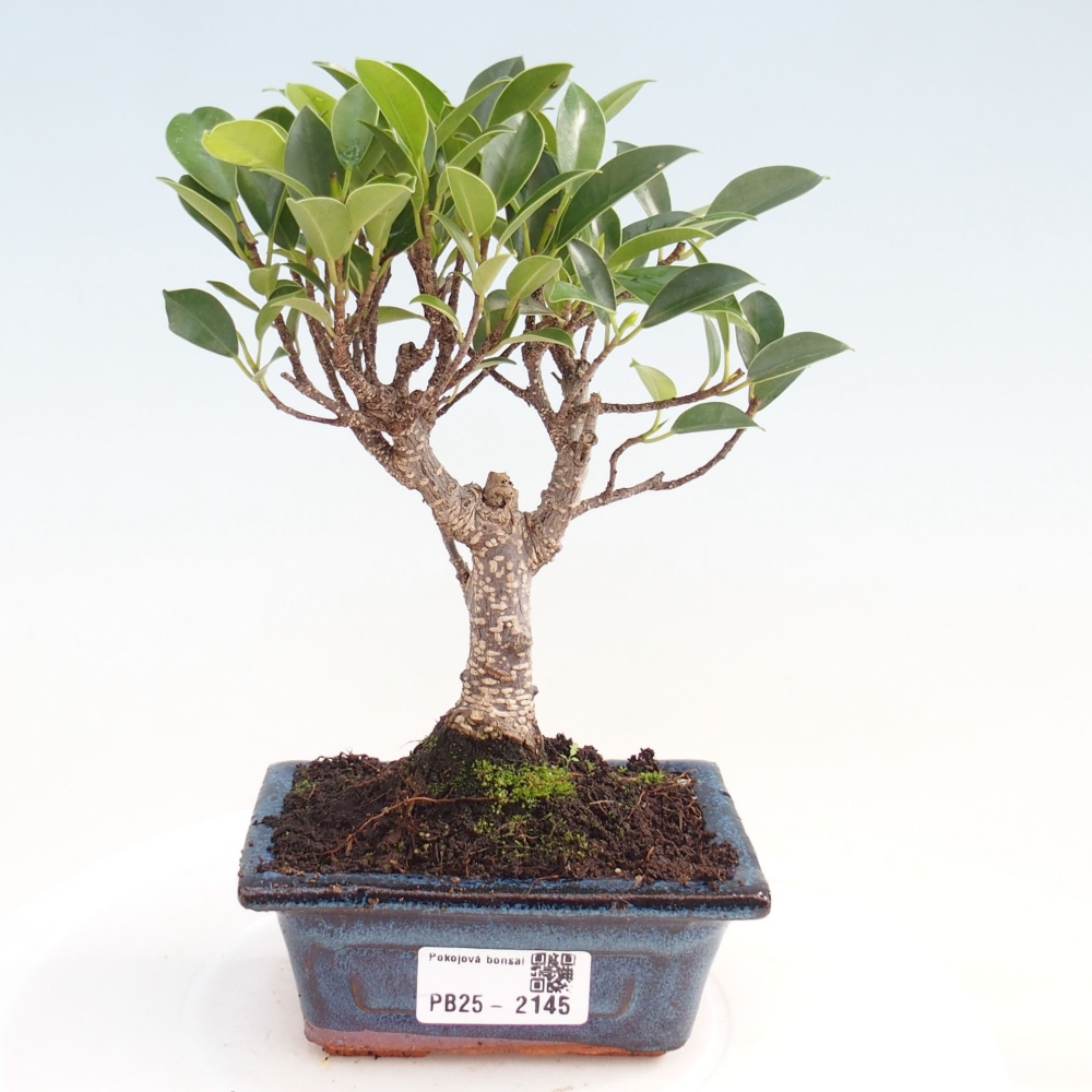 Indoor bonsai - Small-leaved ficus - Ficus kimmen