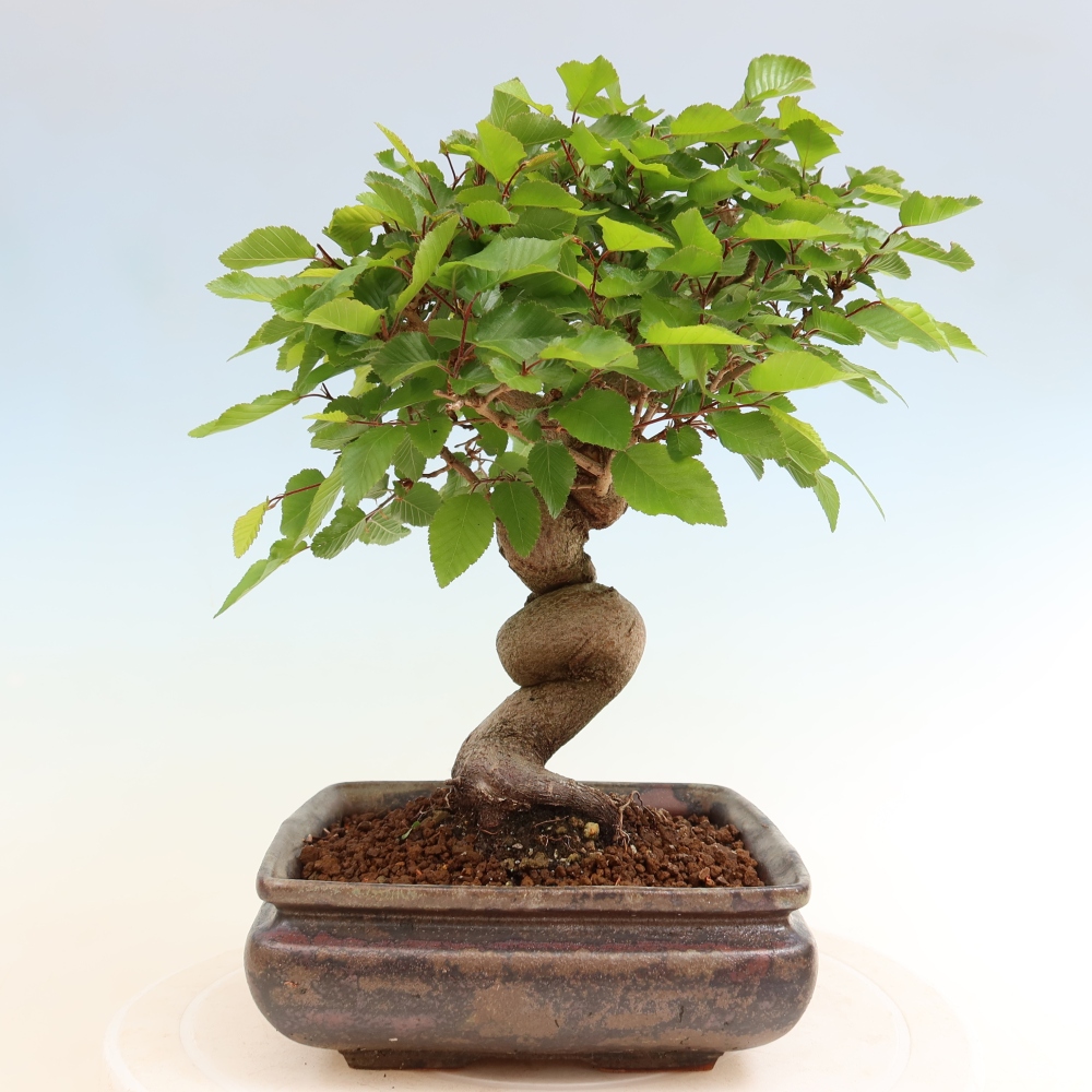 Outdoor bonsai -Carpinus coreana - Korean Hornbeam