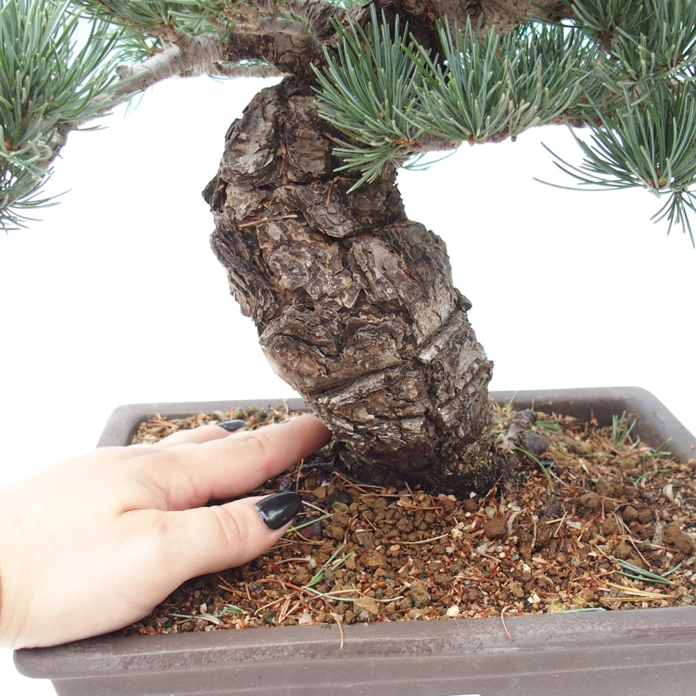 Outdoor bonsai - Pinus parviflora - Small pine tree